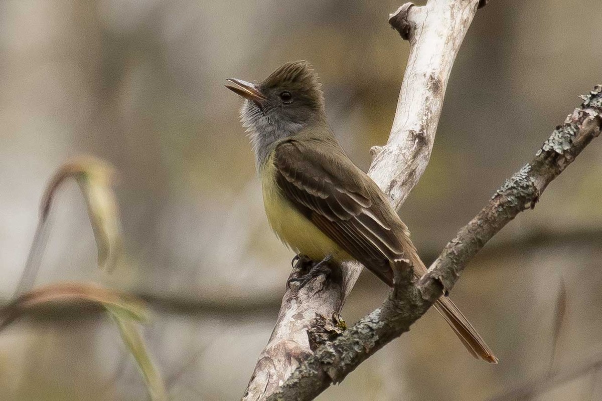 Great Crested Flycatcher - Gerry Gerich