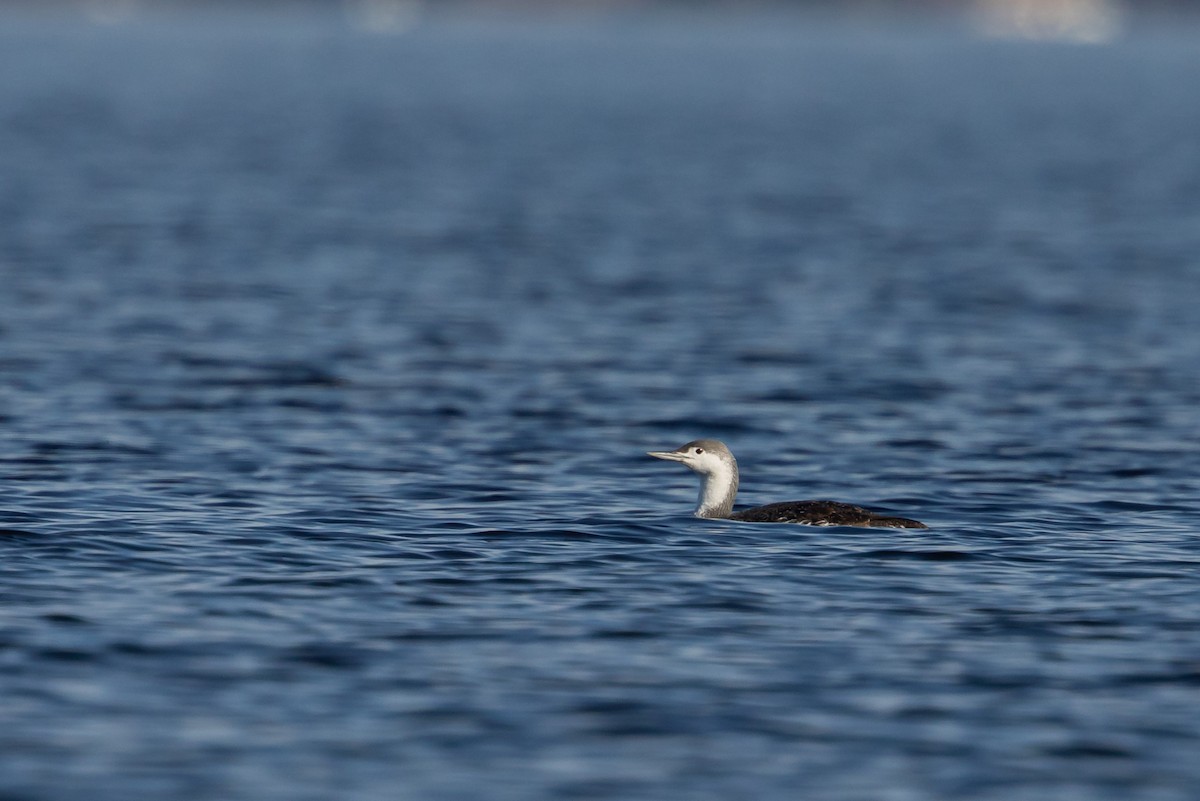 Red-throated Loon - bellemare celine