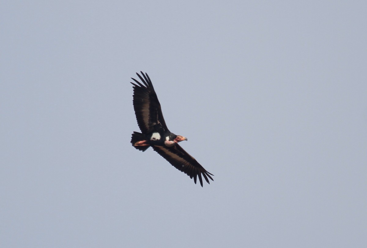 Red-headed Vulture - ML23674361