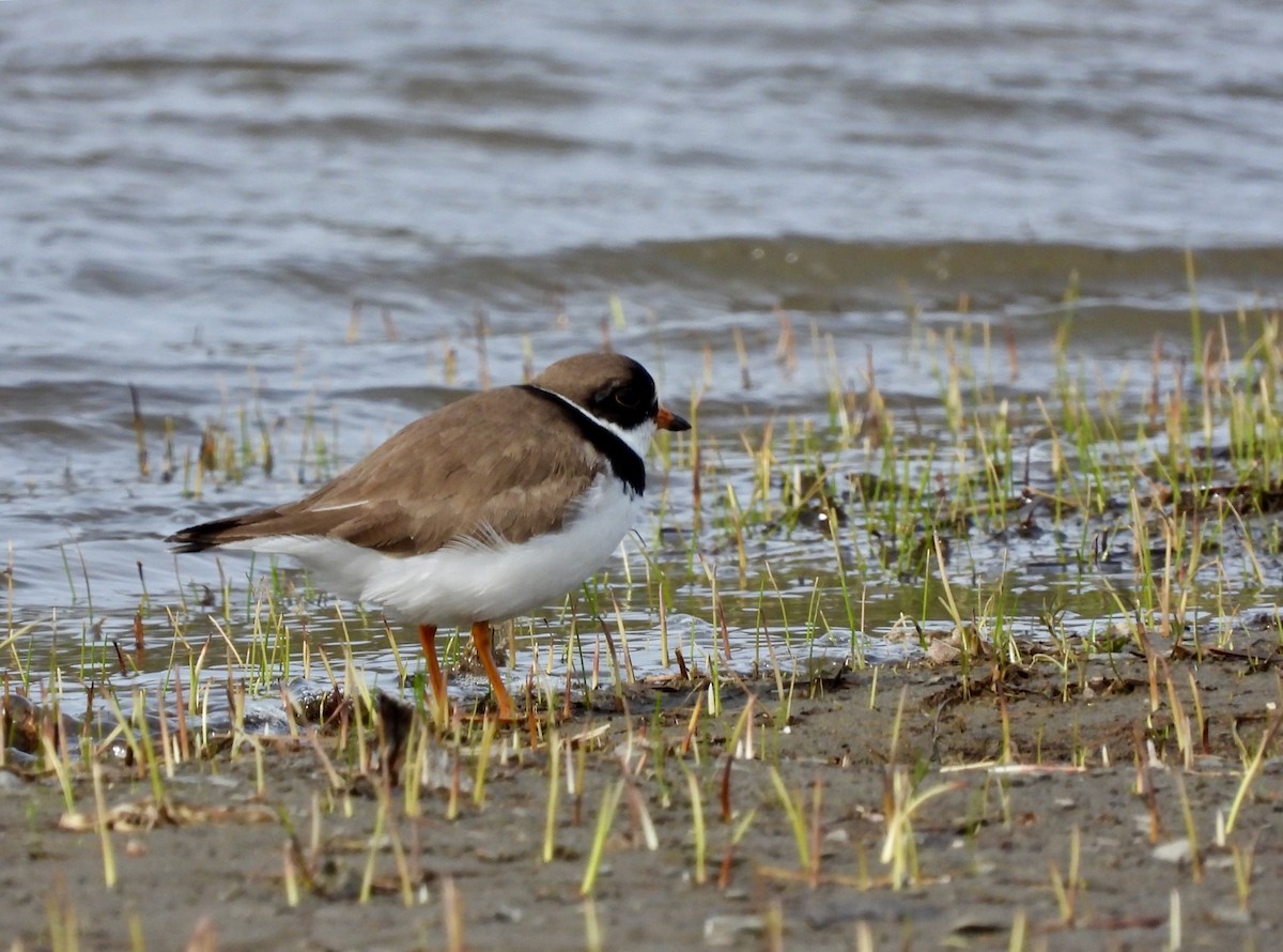 Semipalmated Plover - ML236746911