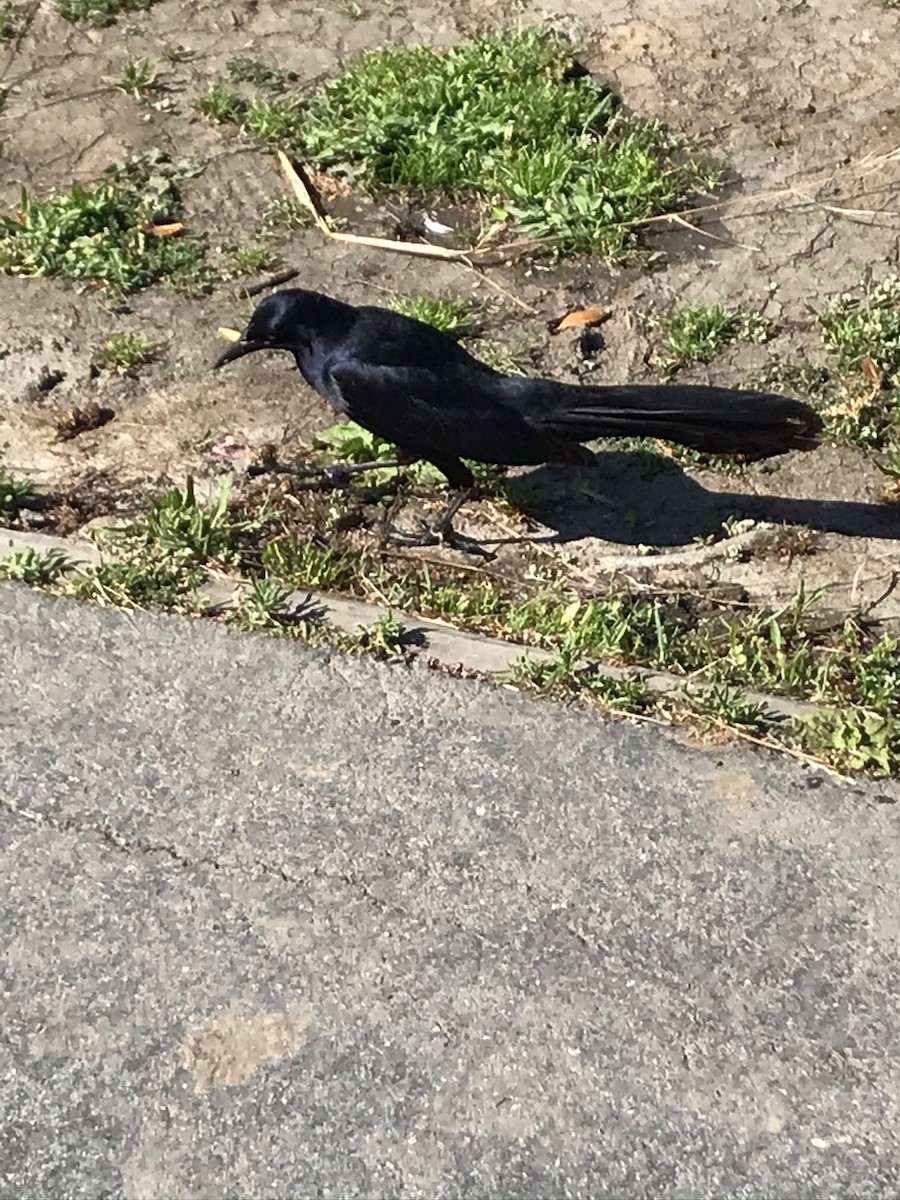 Great-tailed Grackle - ML236761271