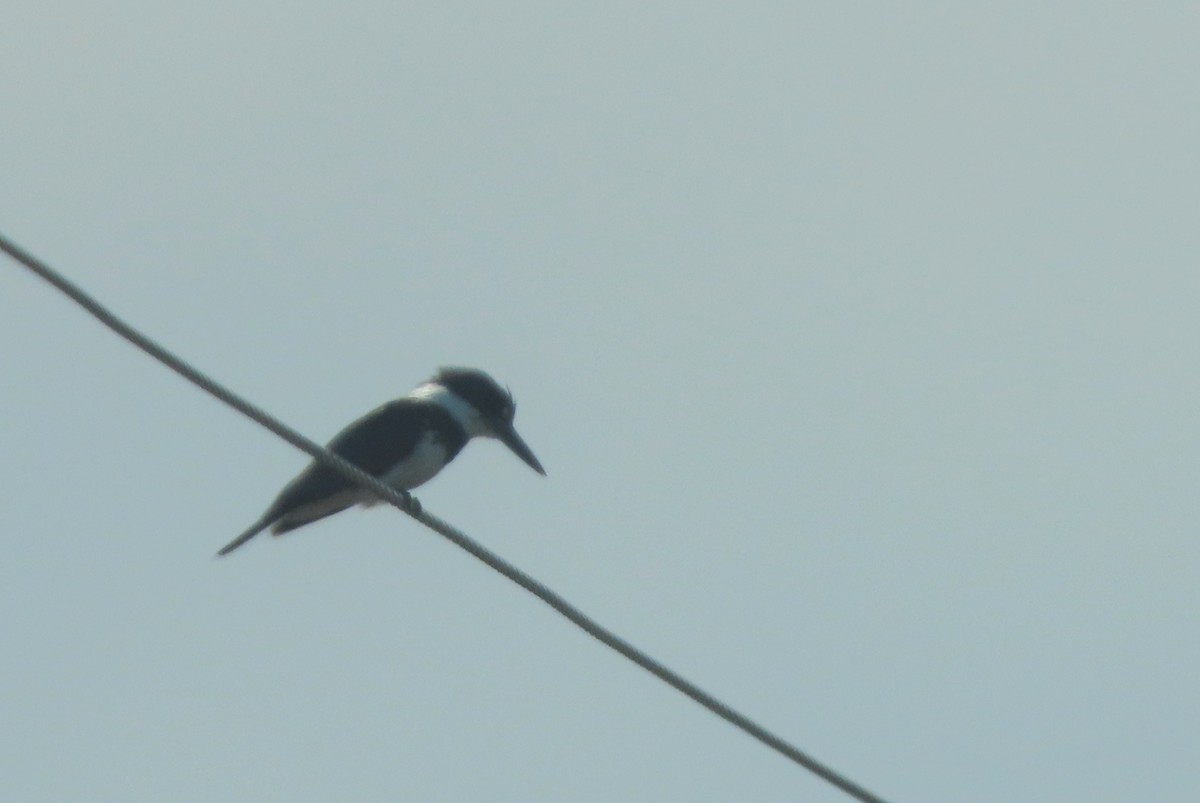 Belted Kingfisher - ML236761581