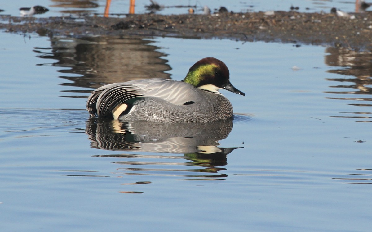 Falcated Duck - James (Jim) Holmes
