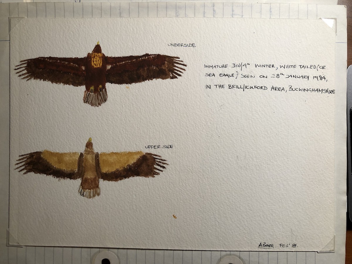 White-tailed Eagle - Arun Bose