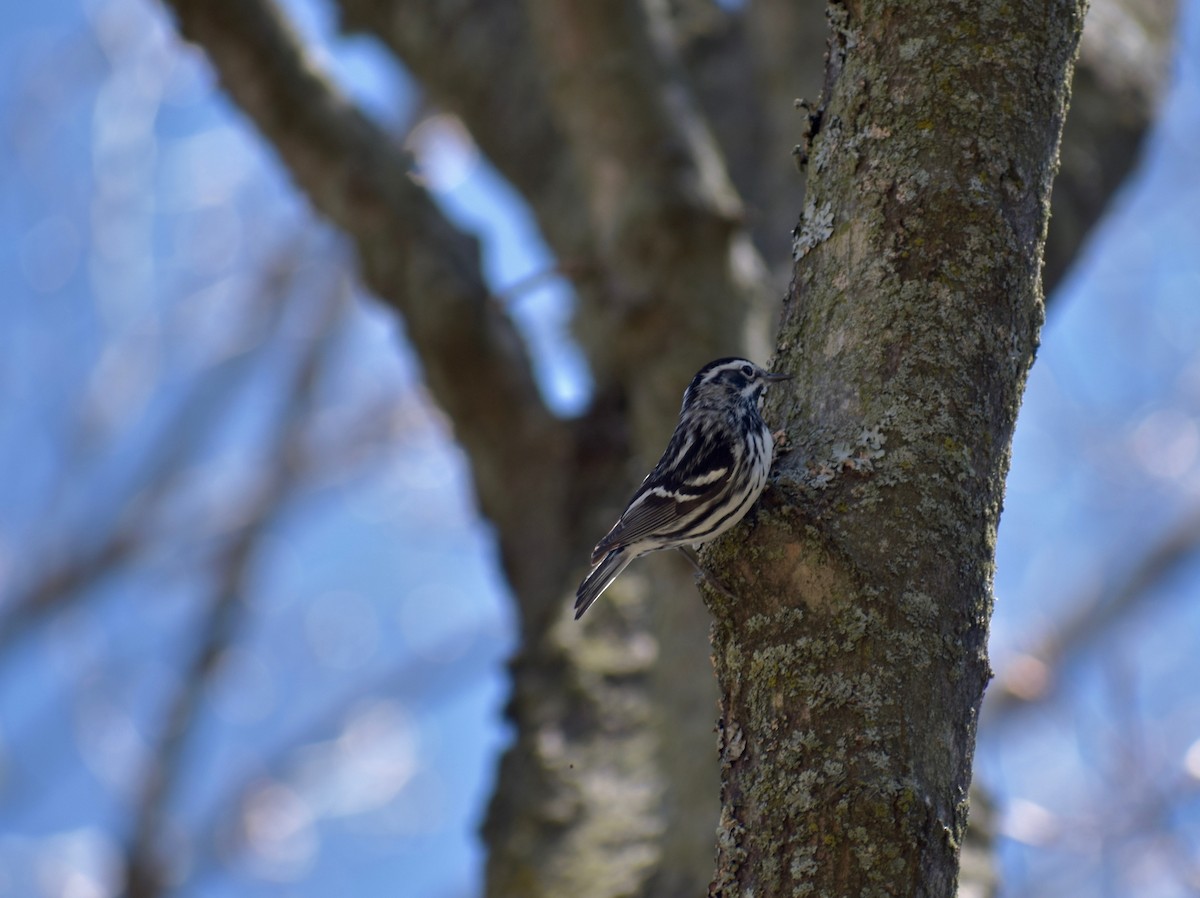 Black-and-white Warbler - ML236764031