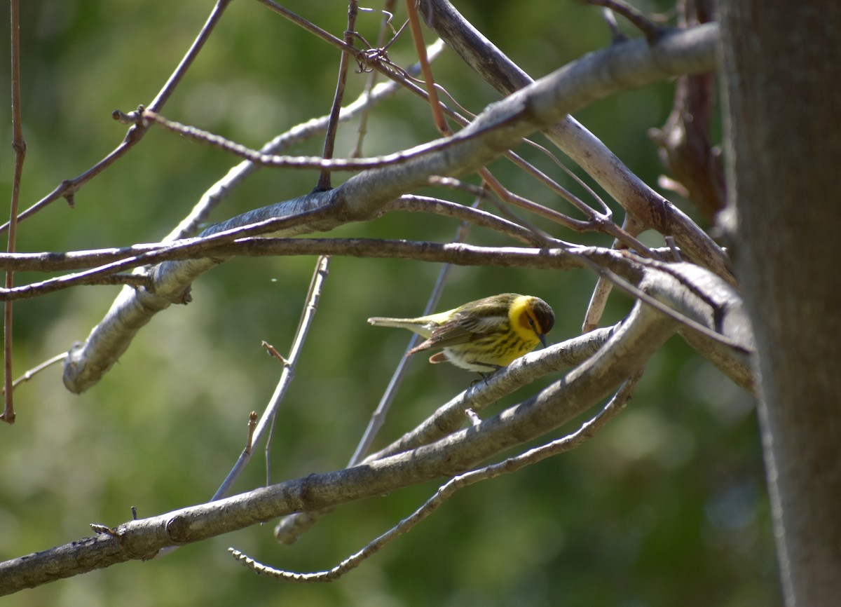 Cape May Warbler - ML236764861