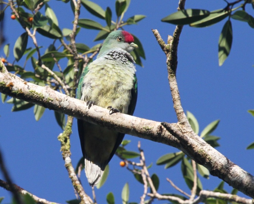 Many-colored Fruit-Dove - ML23676531