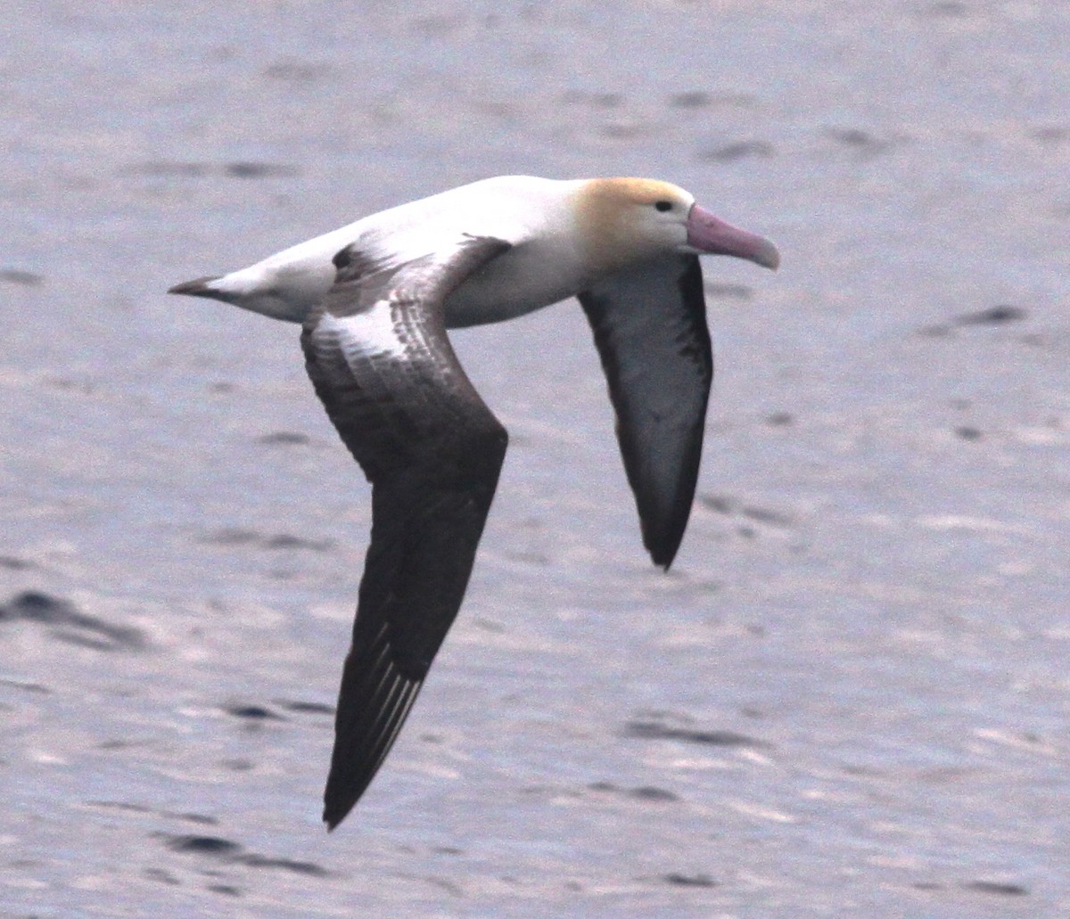 albatros bělohřbetý - ML23676701