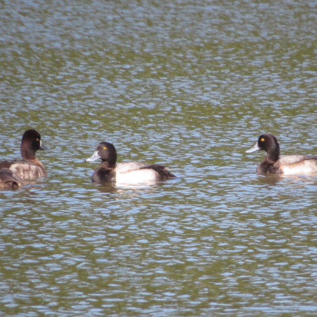 Greater Scaup - ML23676911