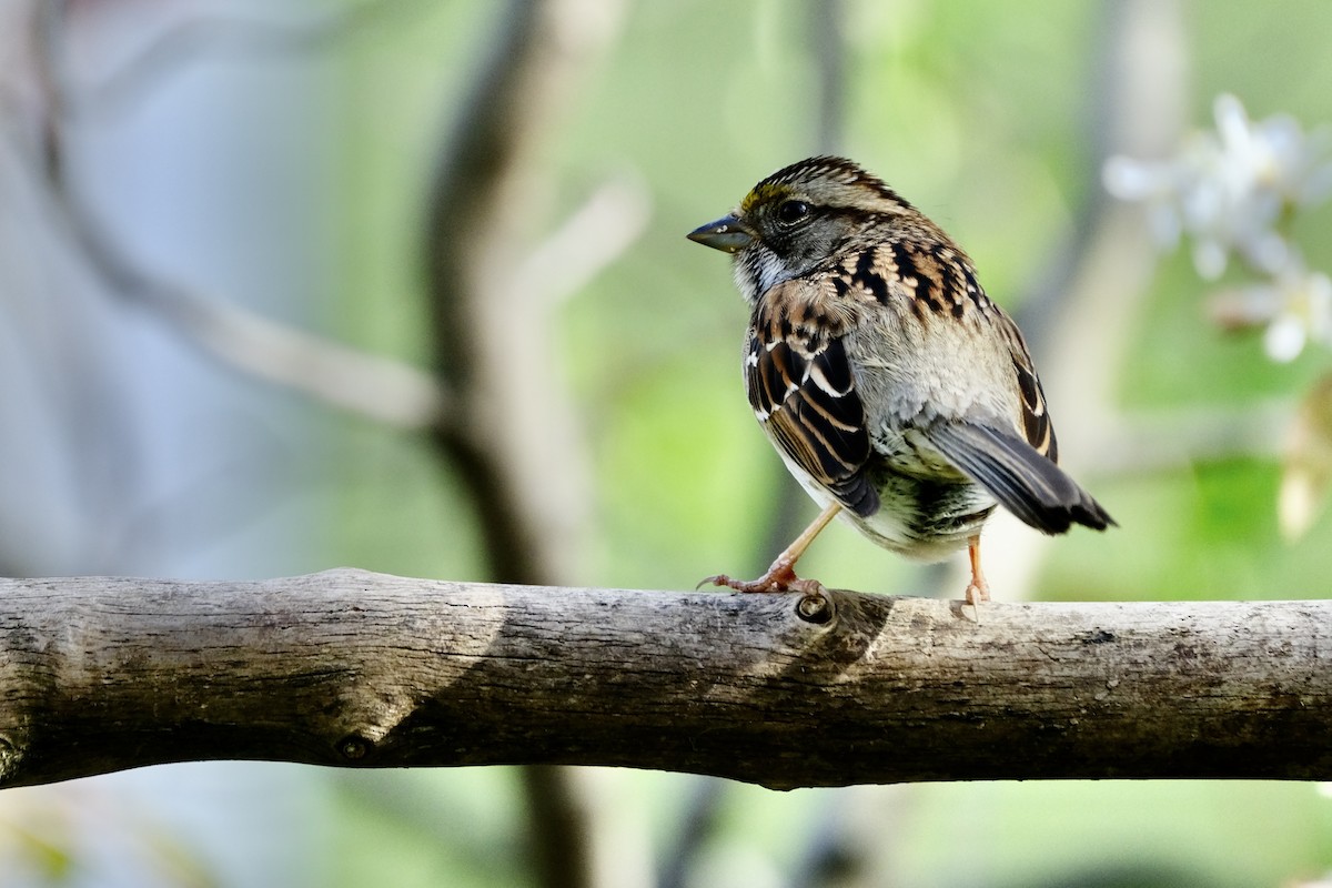 White-throated Sparrow - ML236769721