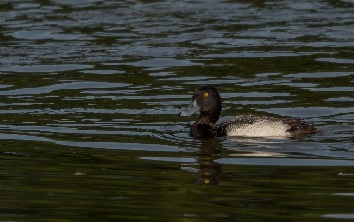 Greater/Lesser Scaup - ML23677091