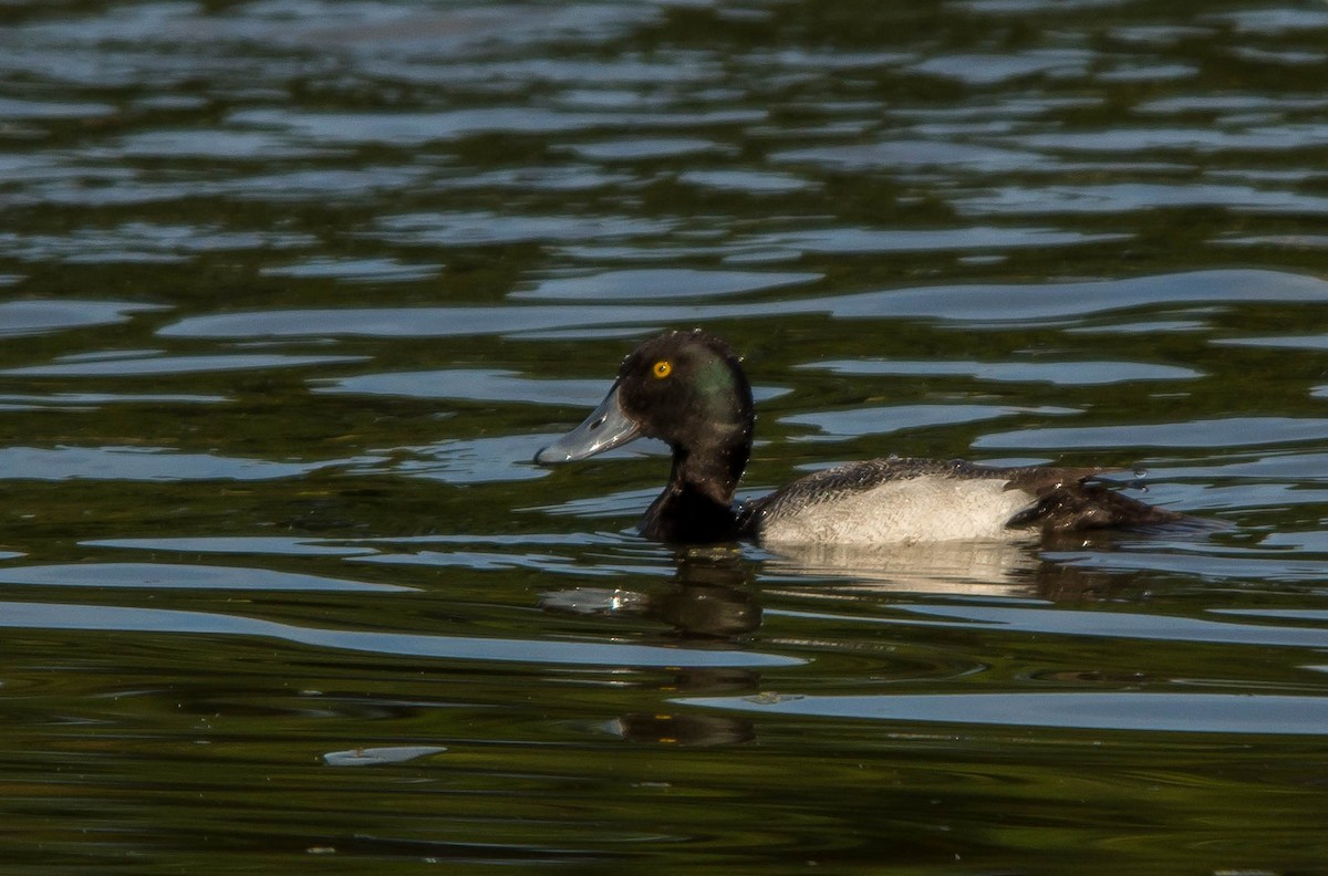Greater/Lesser Scaup - ML23677101