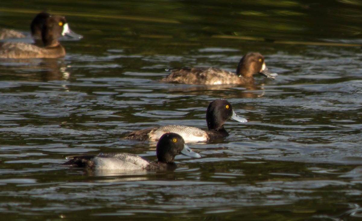 Greater/Lesser Scaup - ML23677121