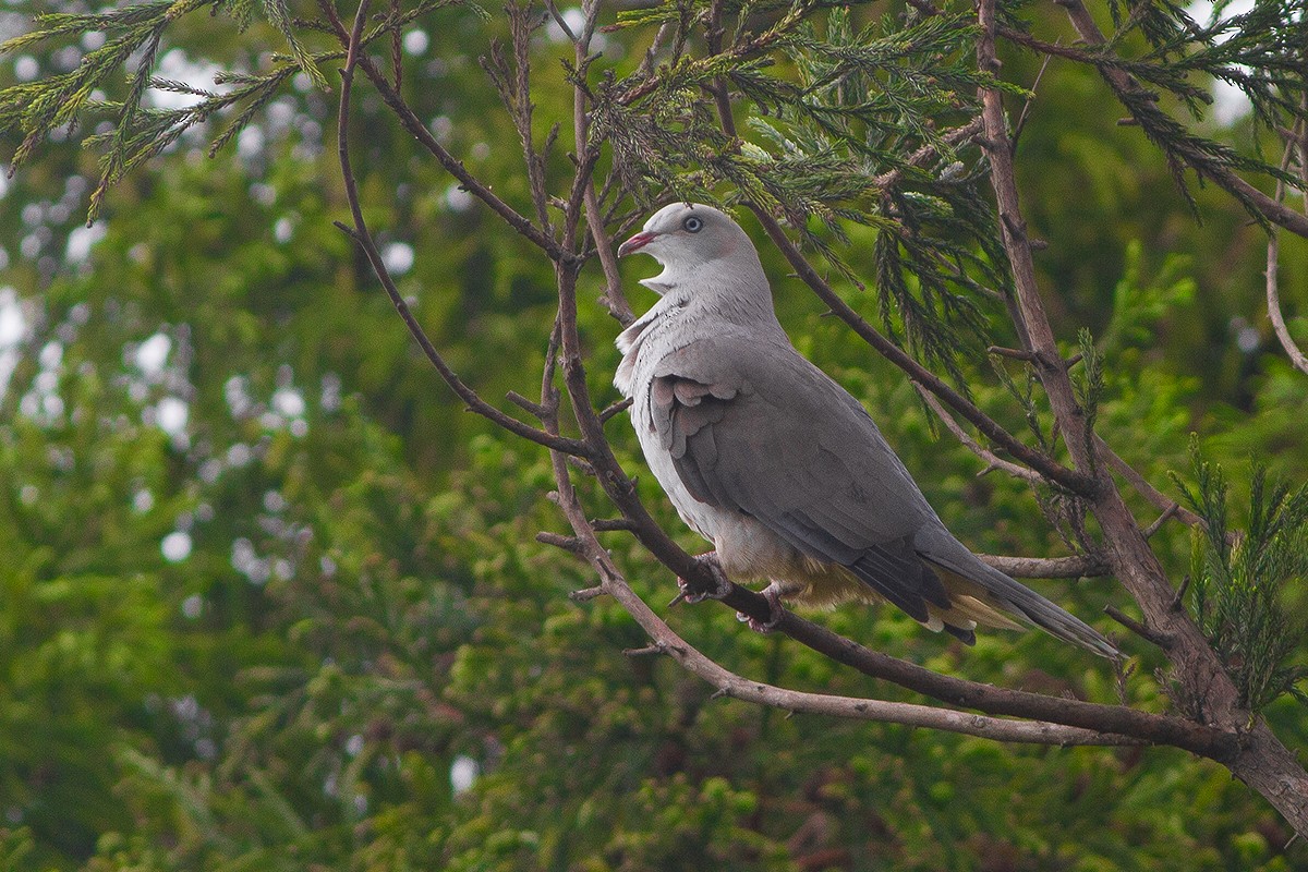 Mountain Imperial-Pigeon - ML236776831