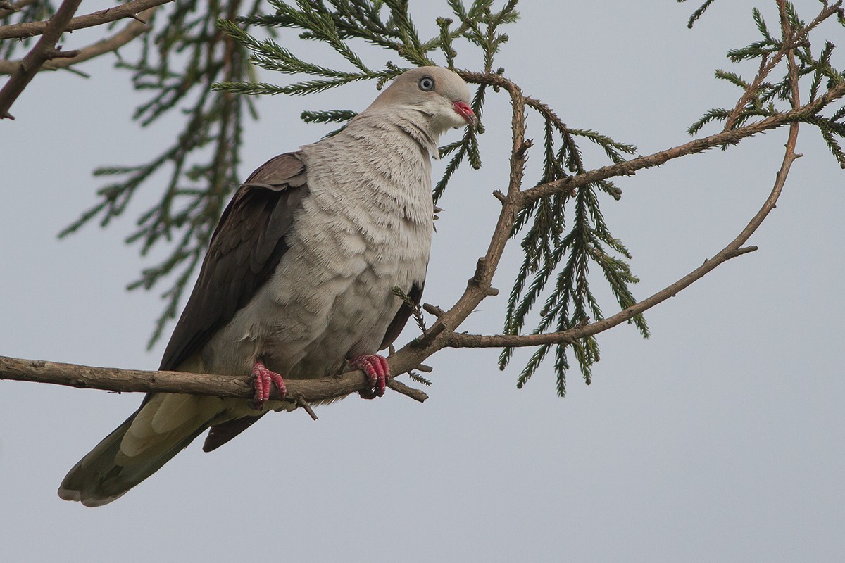 Mountain Imperial-Pigeon - ML236777311