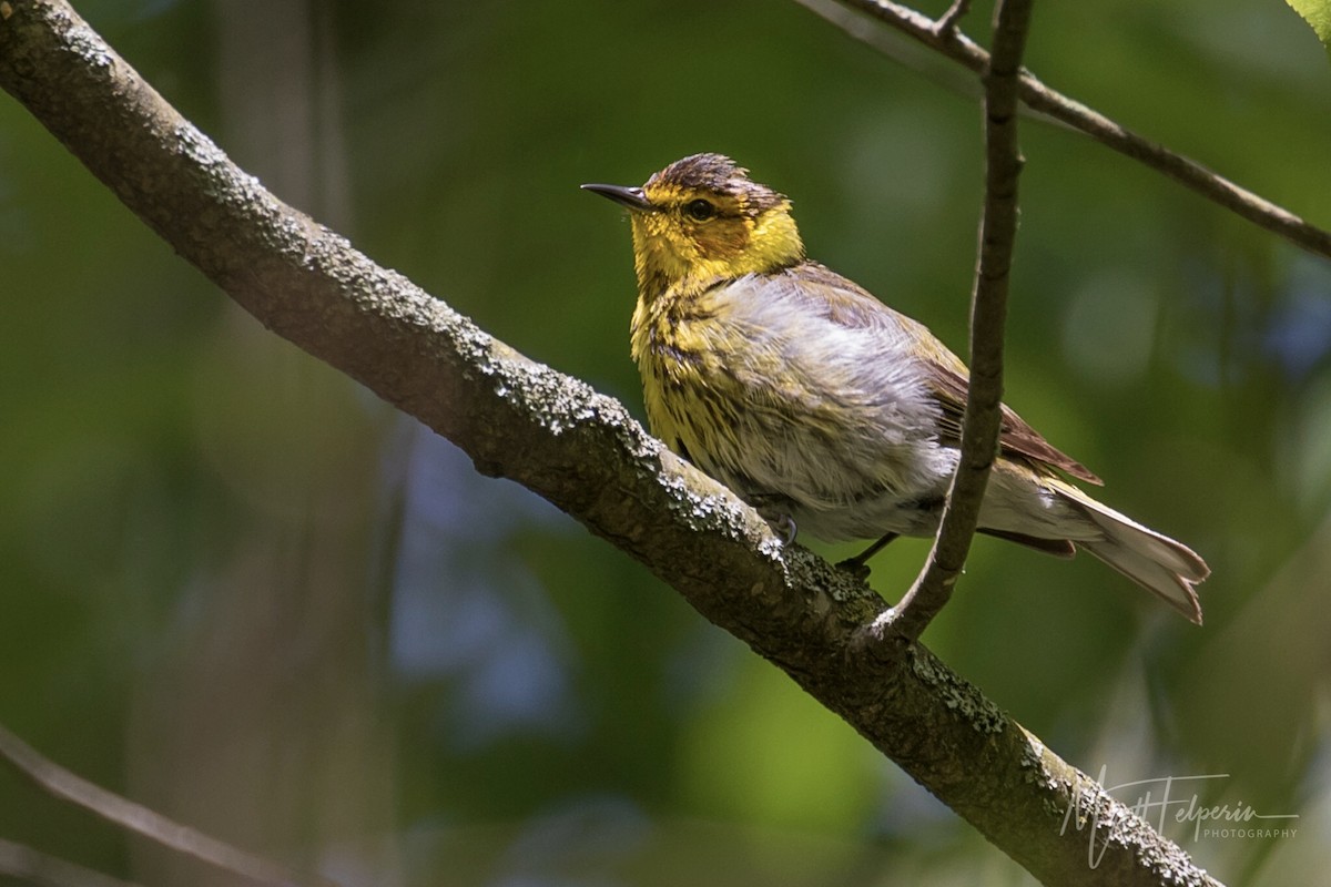 Cape May Warbler - ML236787331