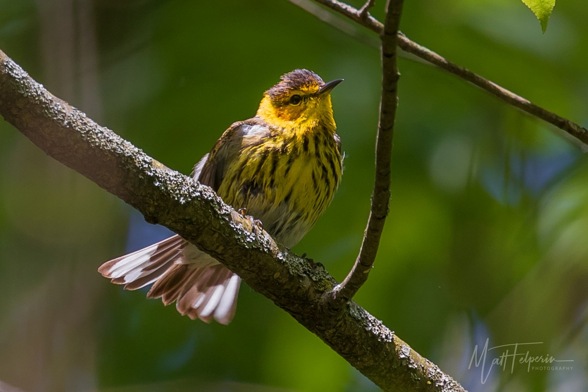 Cape May Warbler - ML236787341