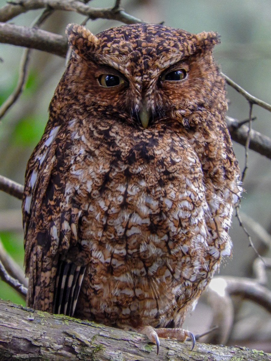 Bare-shanked Screech-Owl - ML236790391