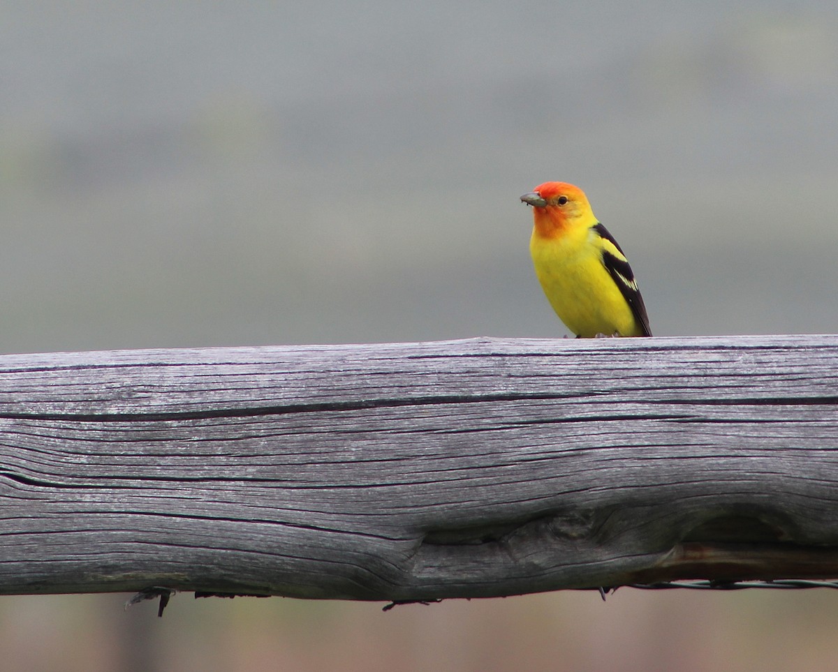 Western Tanager - ML236791001