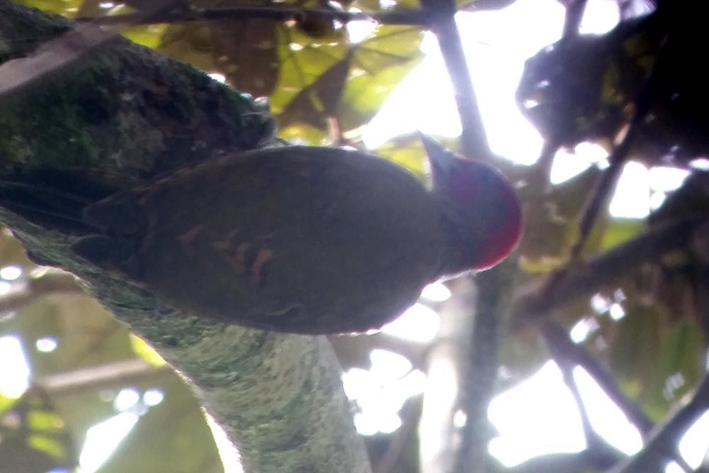 Rufous-winged Woodpecker - ML23679431
