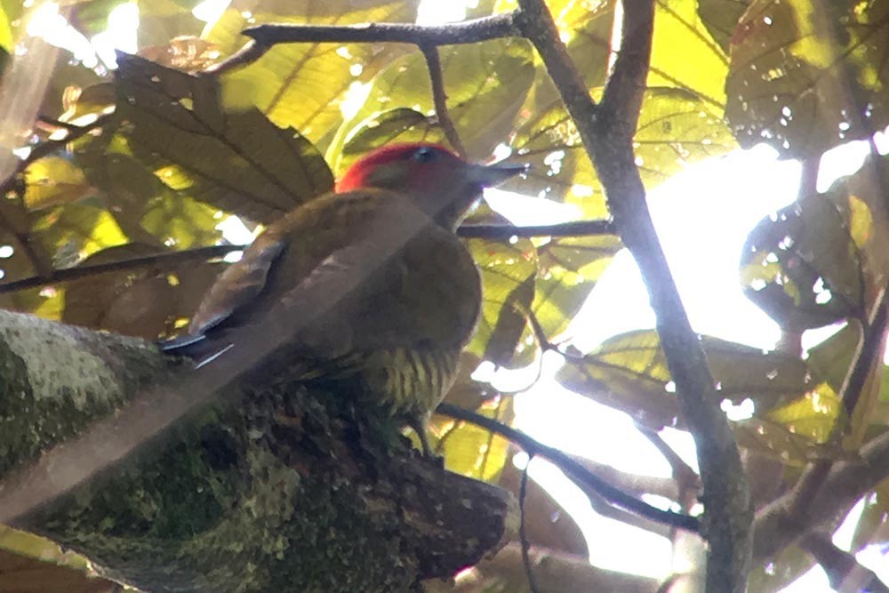 Rufous-winged Woodpecker - ML23679441