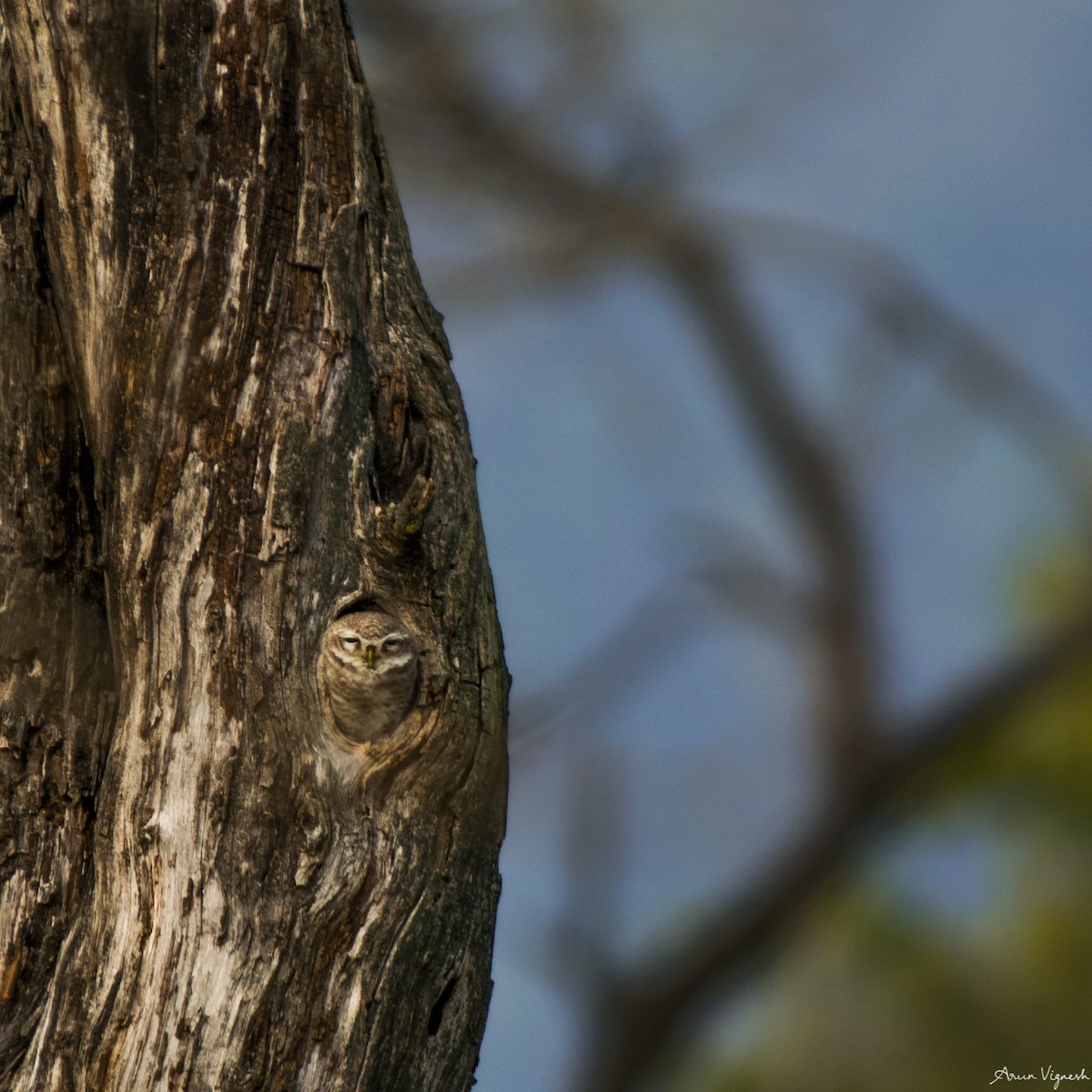 Spotted Owlet - Arun Vignesh C S