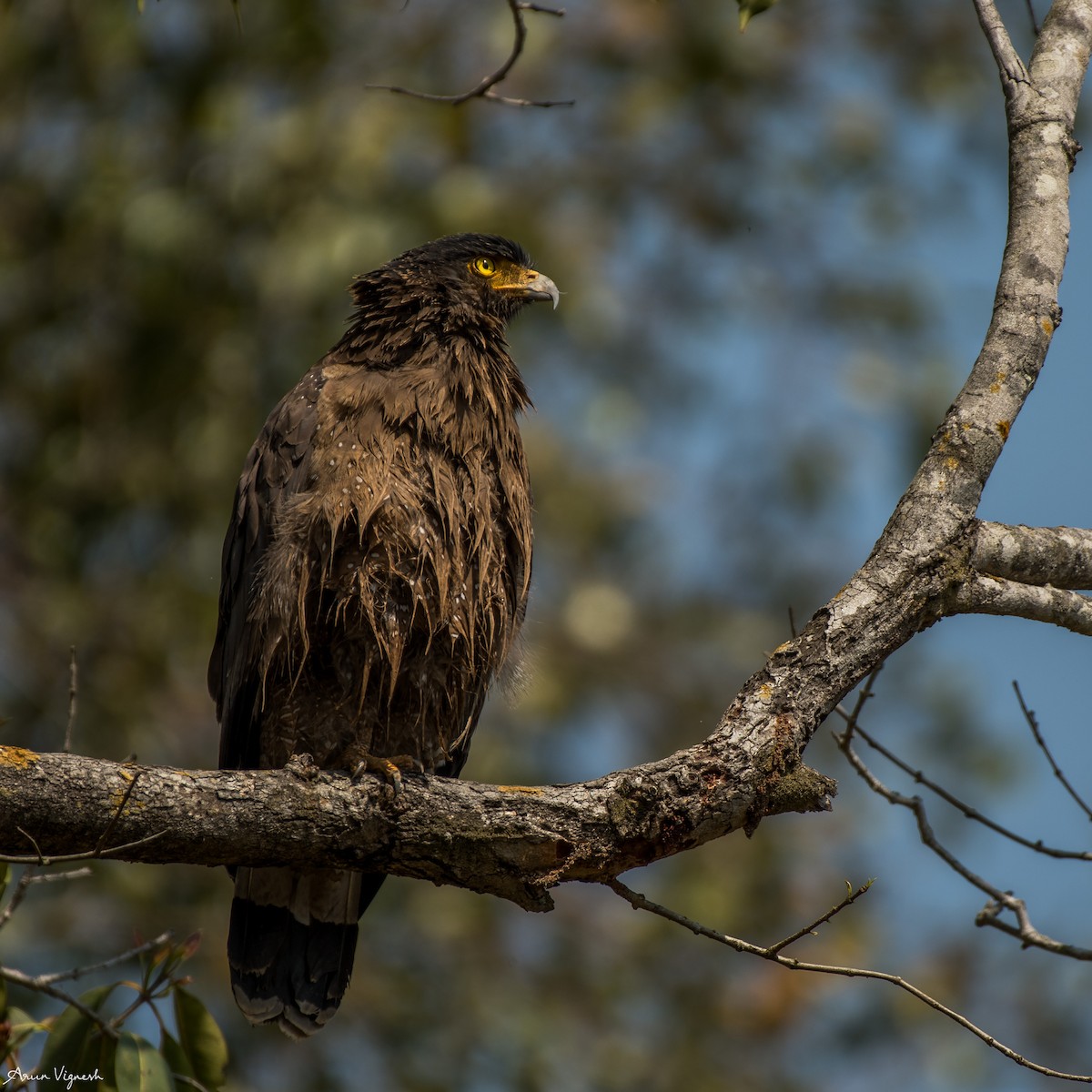 Crested Serpent-Eagle - ML236795341