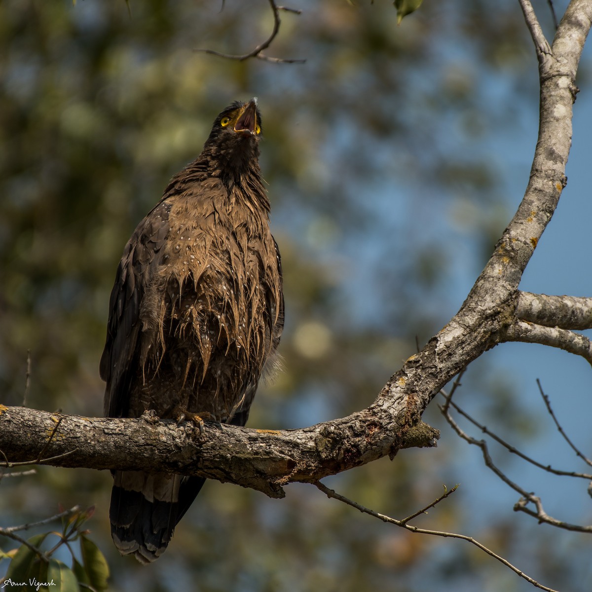 Crested Serpent-Eagle - ML236795361