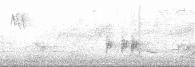 Chara de Steller - ML236795391