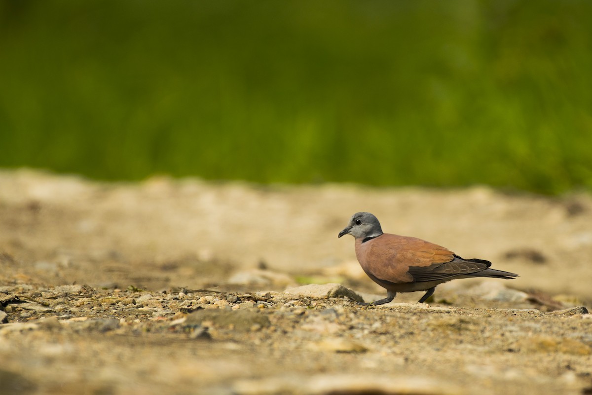 Red Collared-Dove - ML236795701