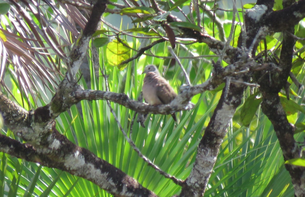 Plain-breasted Ground Dove - ML236799361