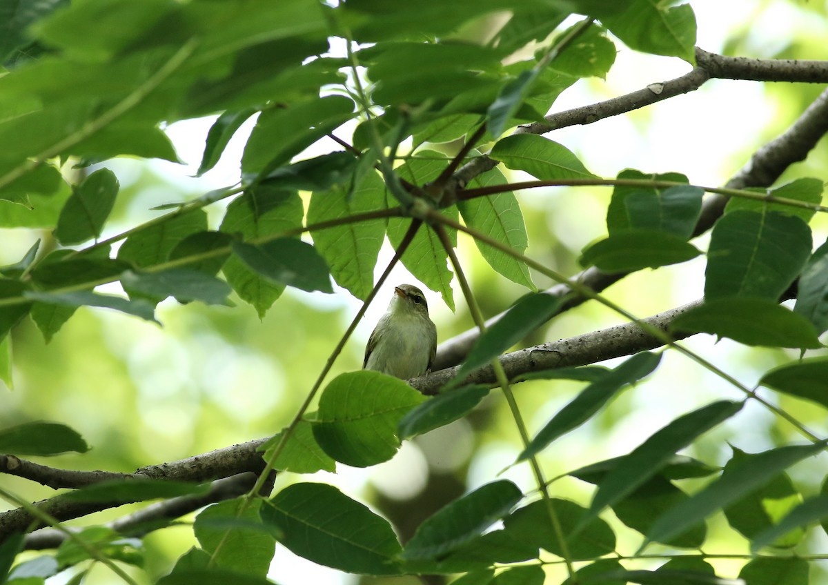 Kamchatka Leaf Warbler - Cheng Qian