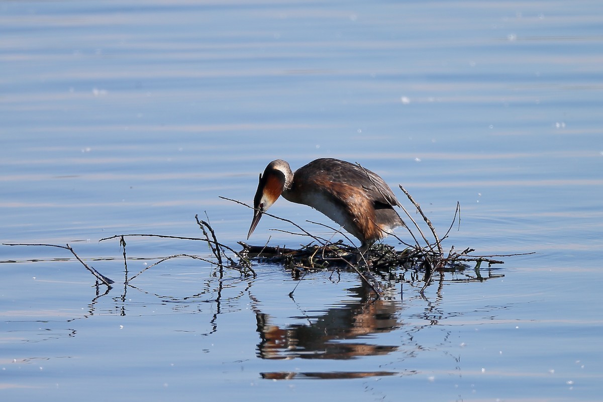 Great Crested Grebe - ML236810451