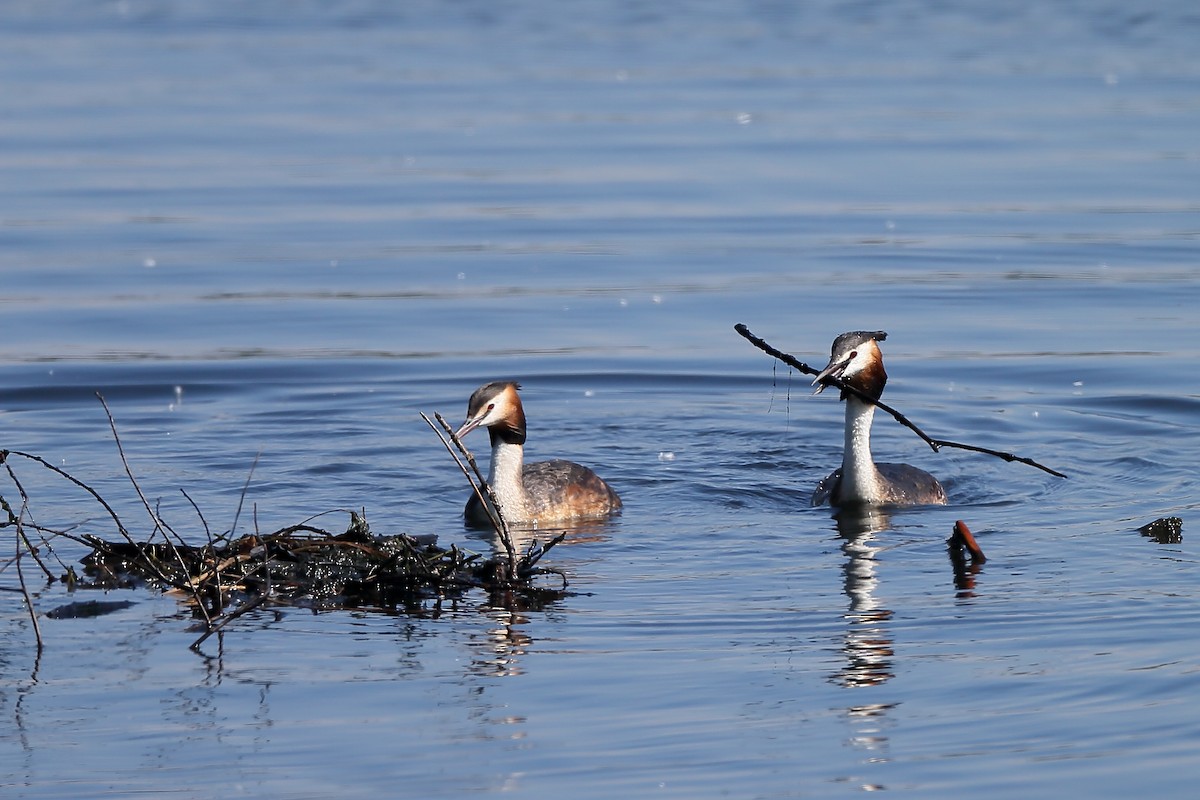 Great Crested Grebe - ML236810461