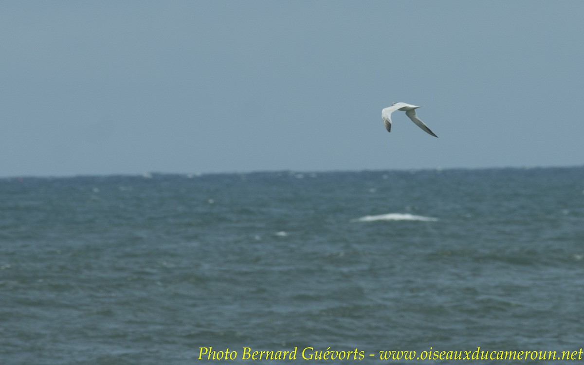 West African Crested Tern - ML236811471