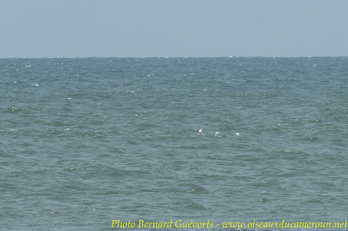 West African Crested Tern - ML236811481