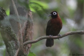  - Chestnut-crested Antbird