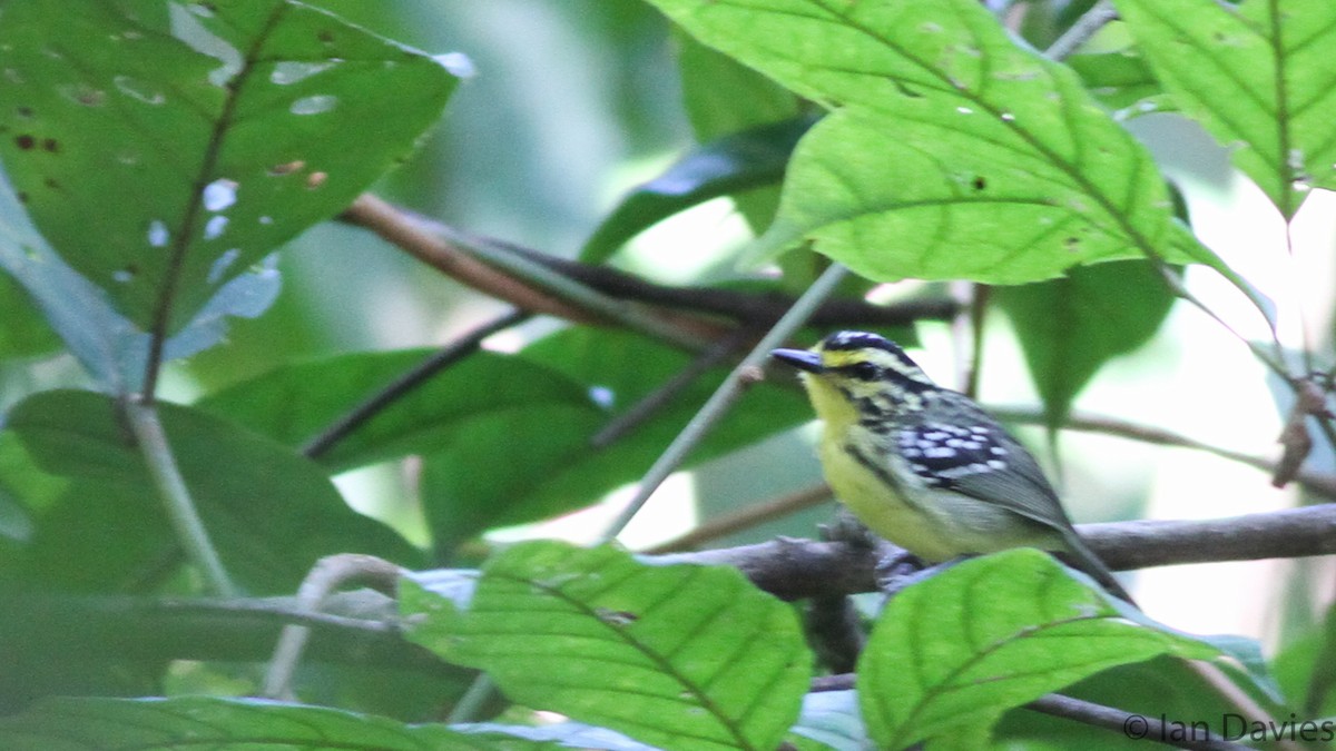 Yellow-browed Antbird - ML23681201