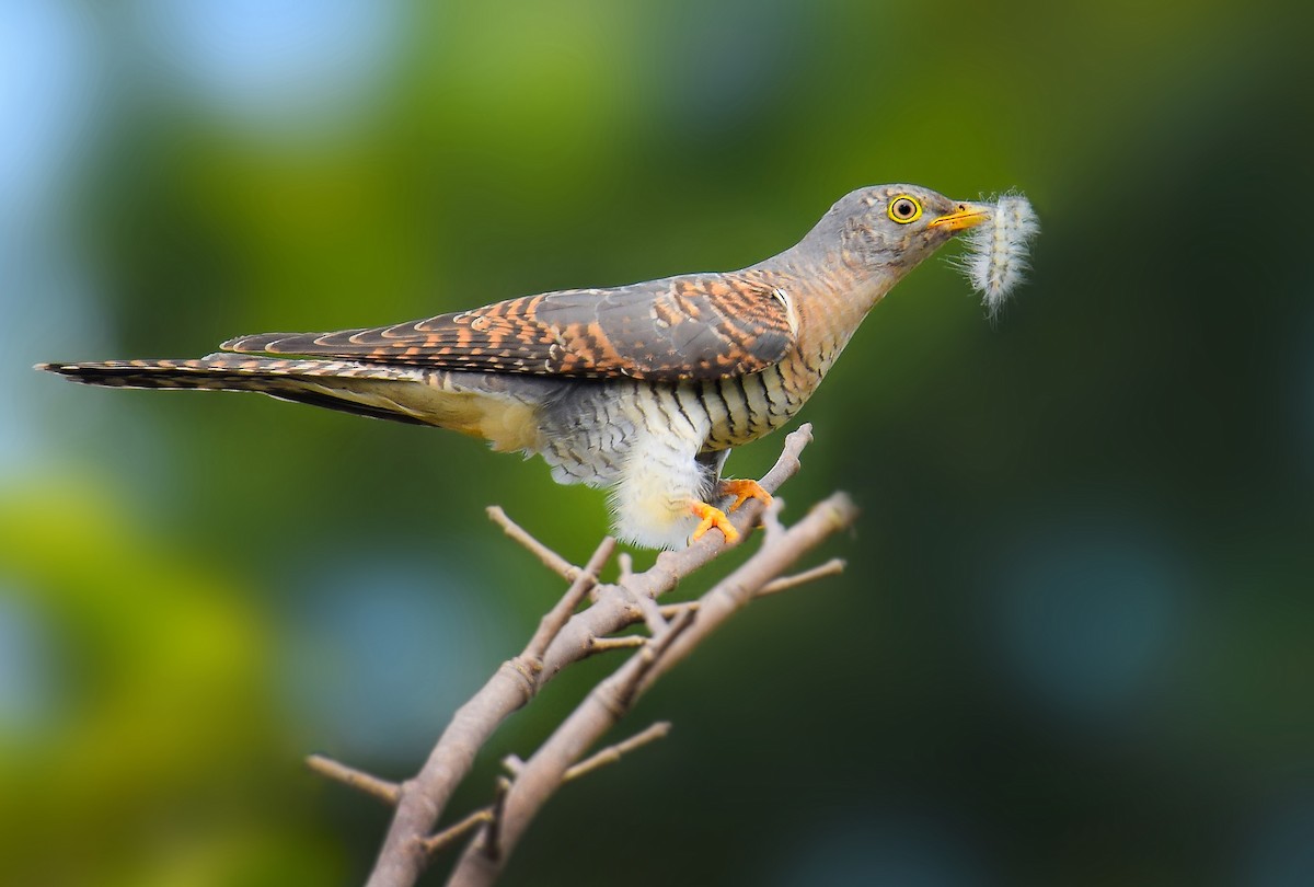 Common Cuckoo - Rahul Chakraborty