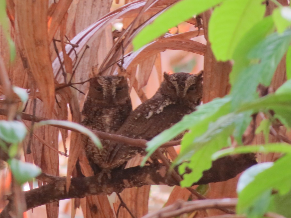 Sulawesi Scops-Owl - ML23681621