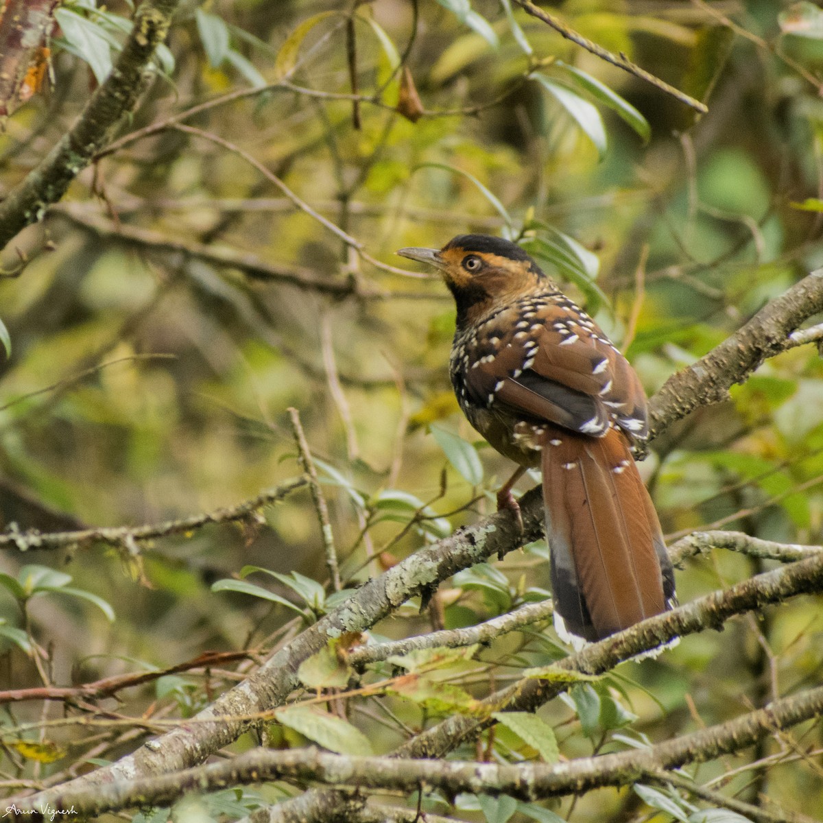 Spotted Laughingthrush - ML236816231