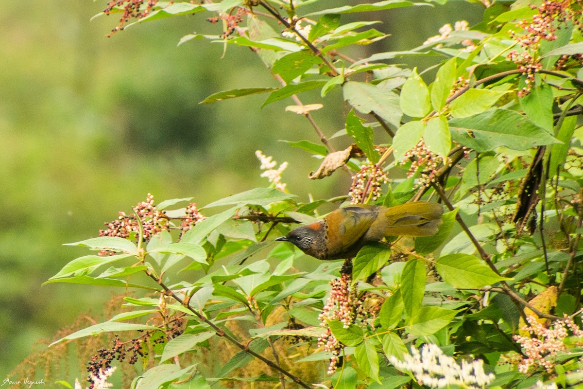 Chestnut-crowned Laughingthrush - ML236816331