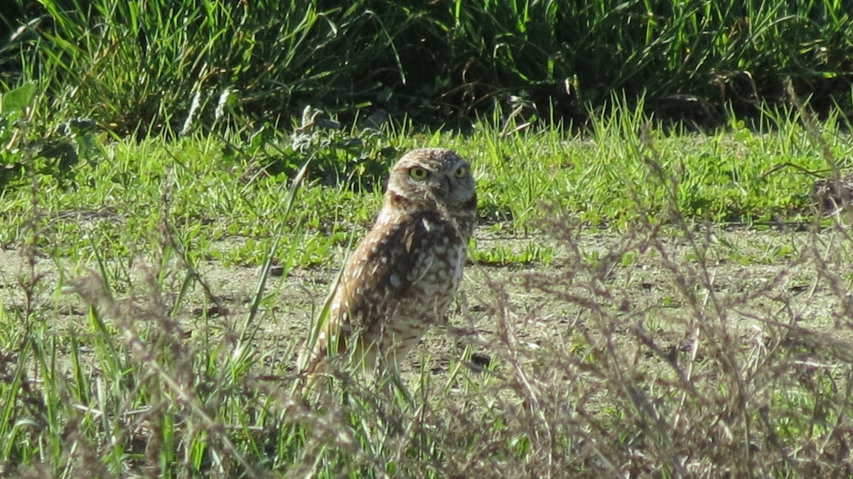 Burrowing Owl - Chuck Burt