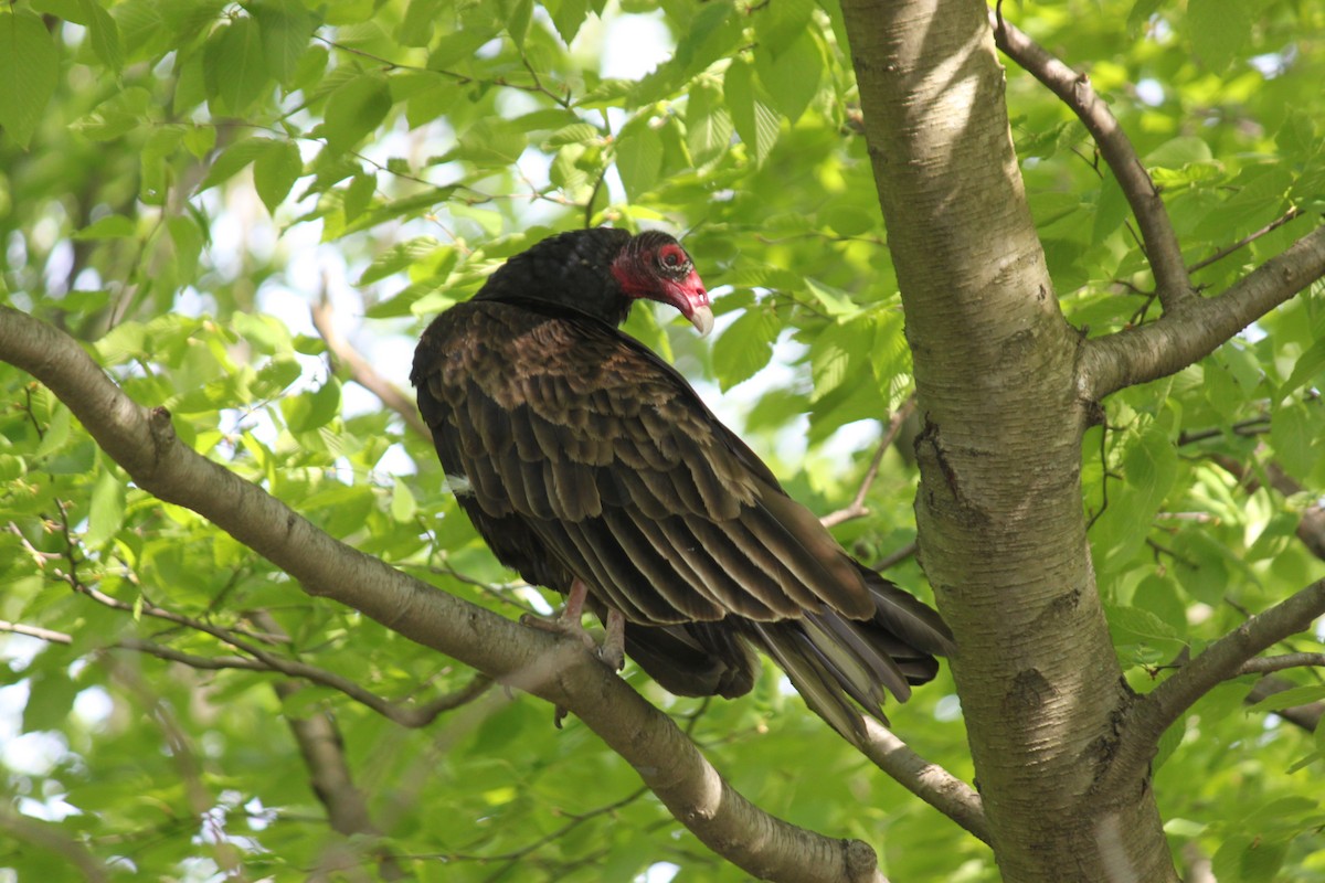 Turkey Vulture - ML236821831