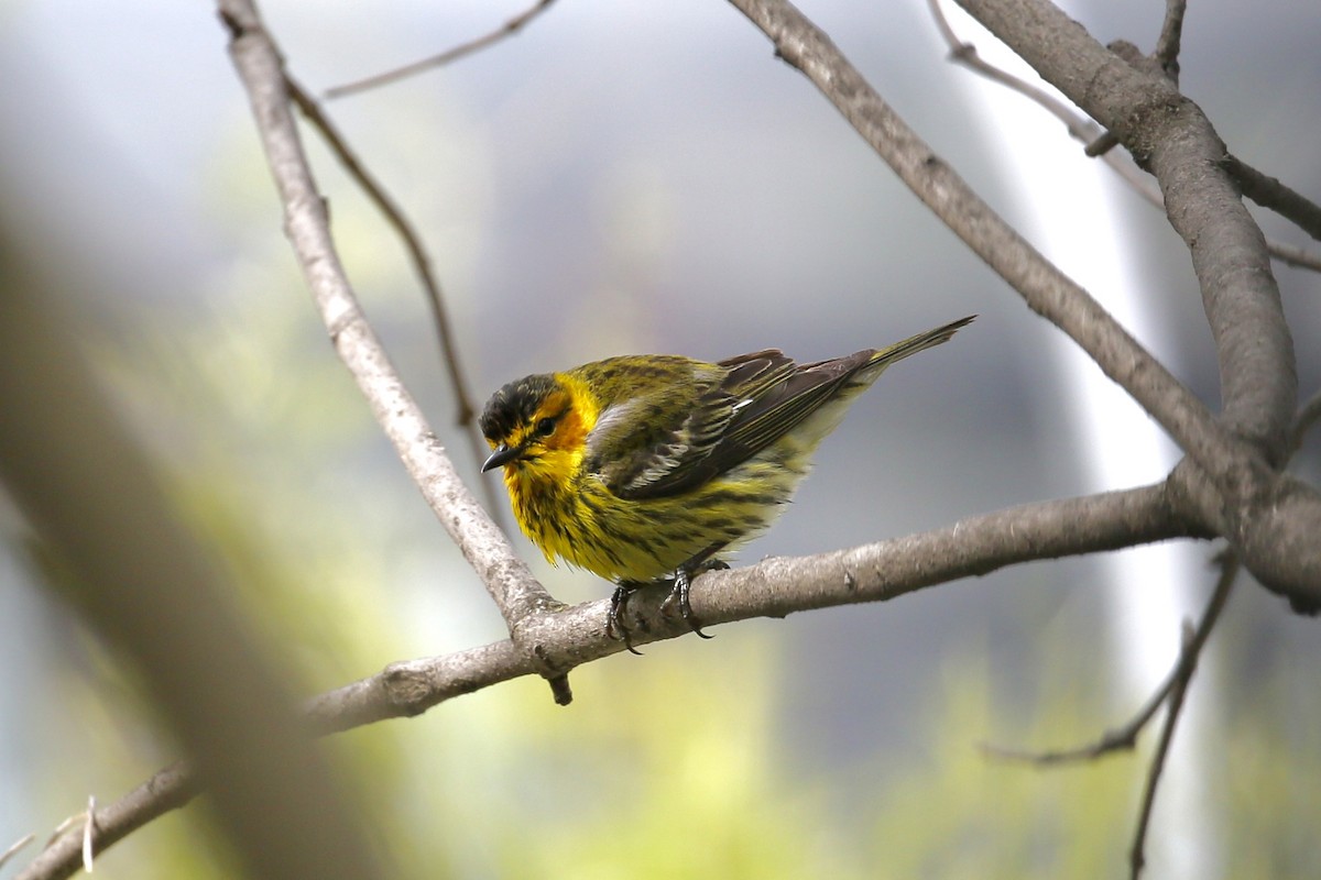 Cape May Warbler - ML236825861