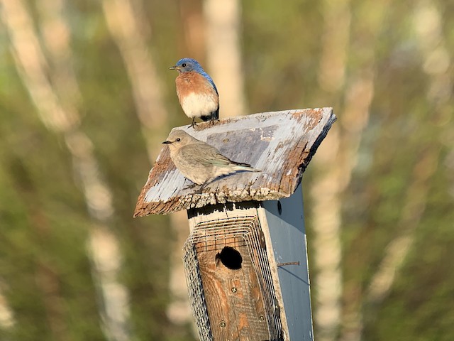 A State First: Mountain Bluebird Pairs with Eastern Bluebird and ...