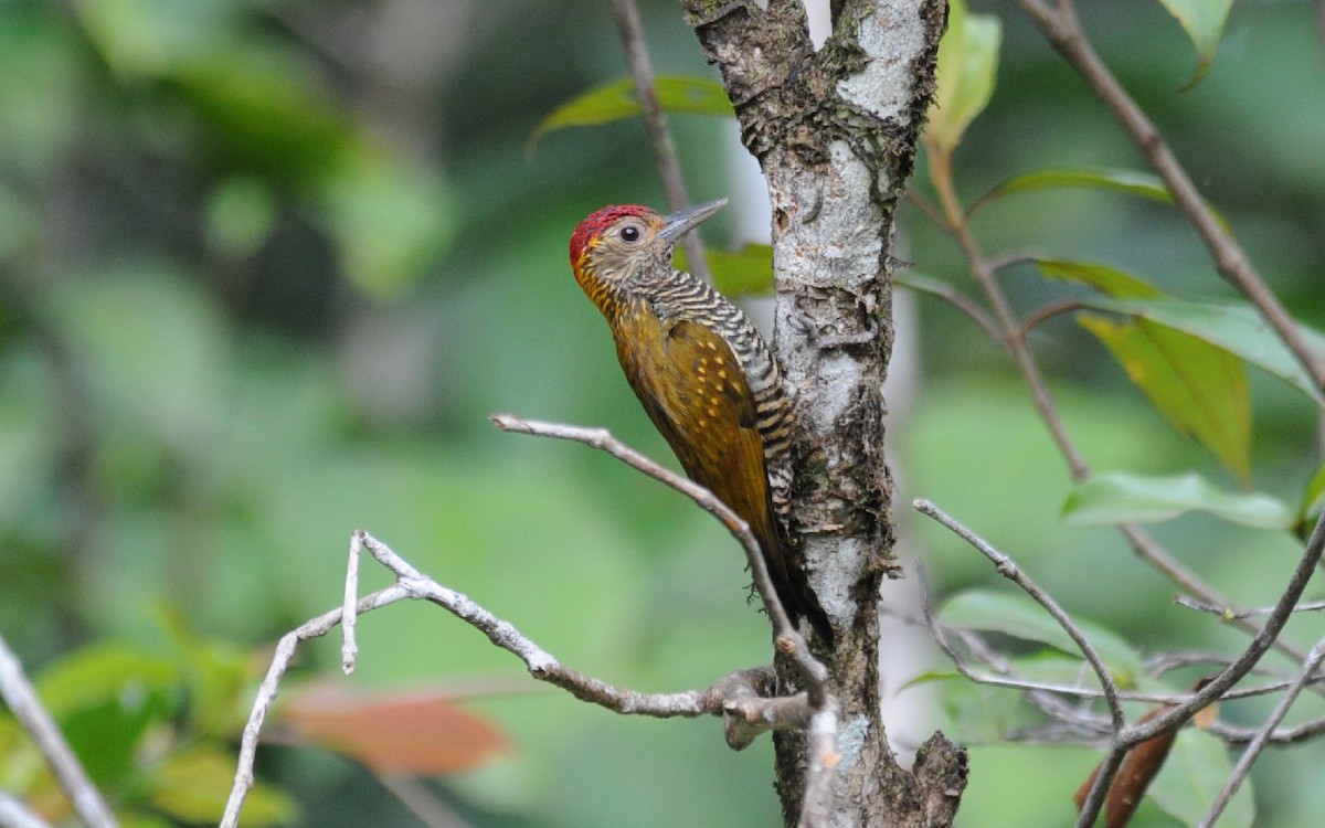 Golden-collared Woodpecker - ML236828141