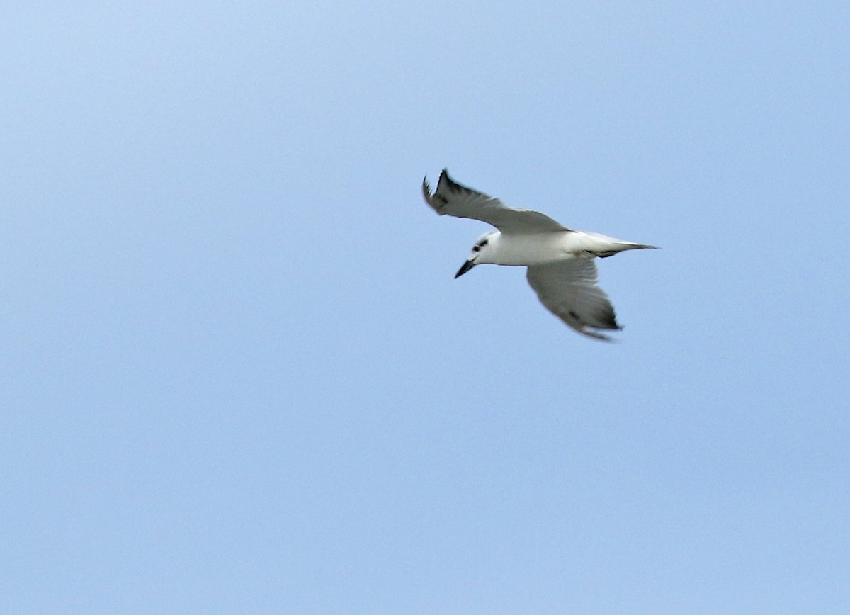 Gull-billed Tern - Dave Bakewell