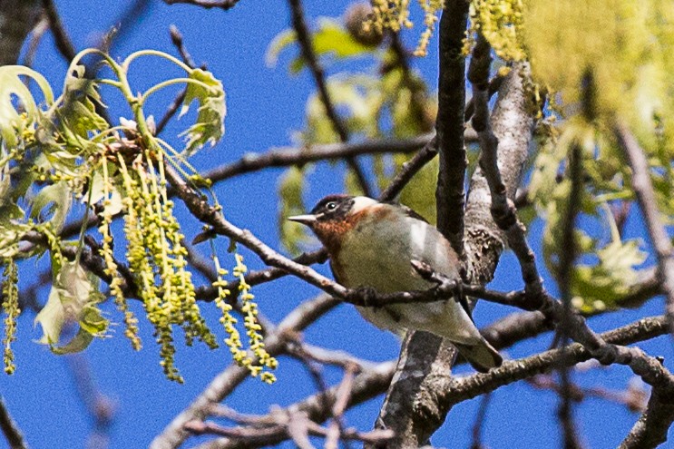 Bay-breasted Warbler - ML236830401