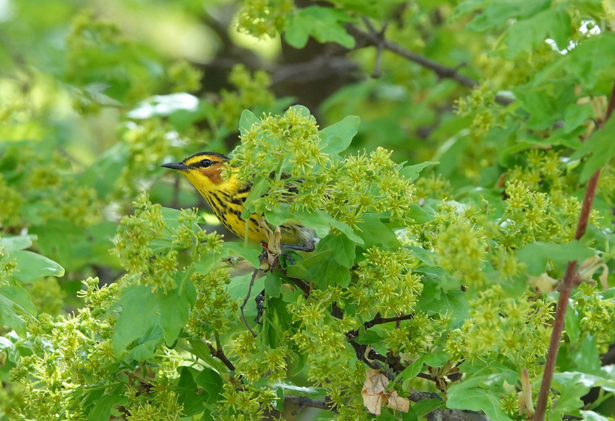 Cape May Warbler - ML236831111